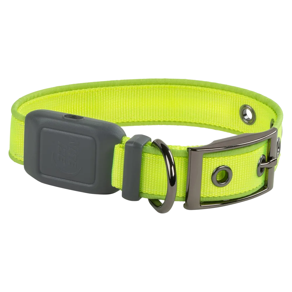 Pet NiteDog Recharg LED Dog Collar - S - Lime