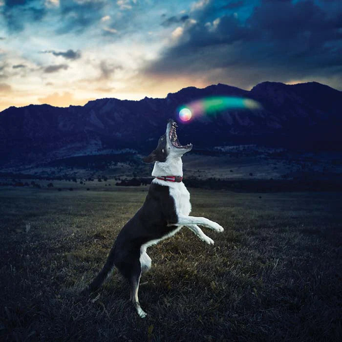 Pet Glowstreak LED BAll-Disc-O