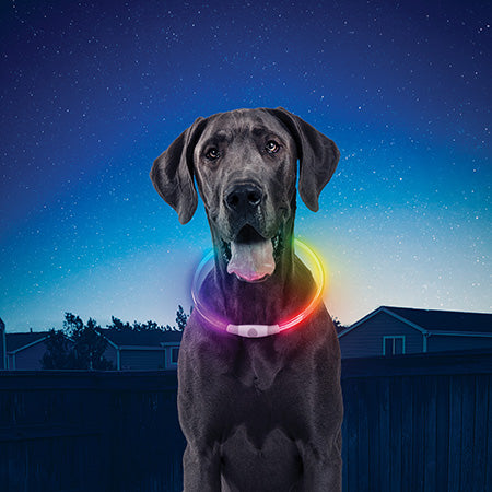 Pet Nitehowl® Led Safety Necklace - Disc-O SelectTM