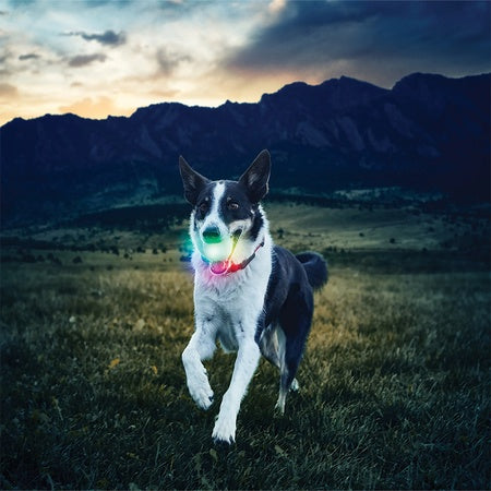 Pet Glowstreak Wild LED BAll-Disc-O